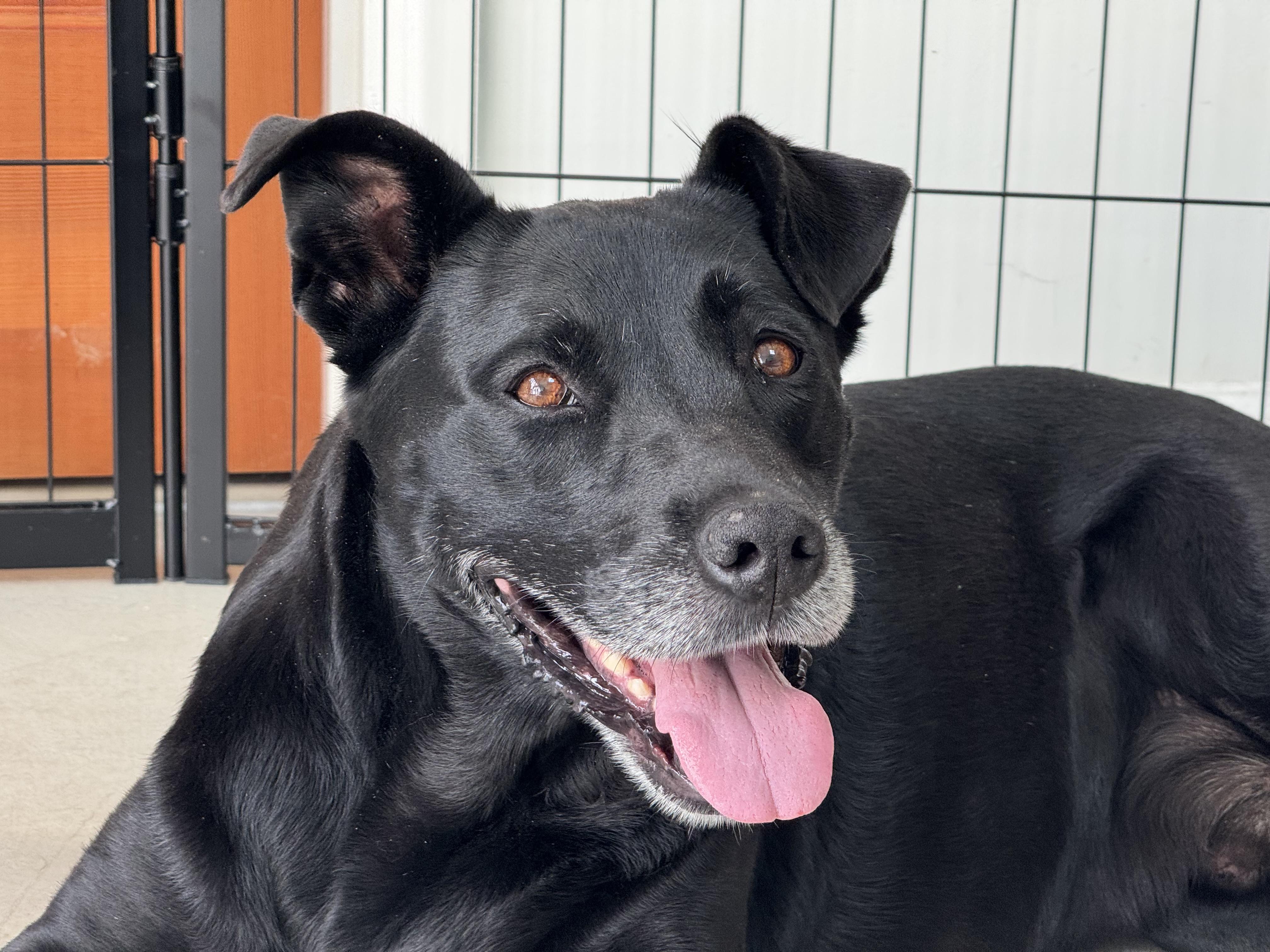 Enlarge Duncan, an adoptable mixed breed in West Hollywood, CA image 6/6