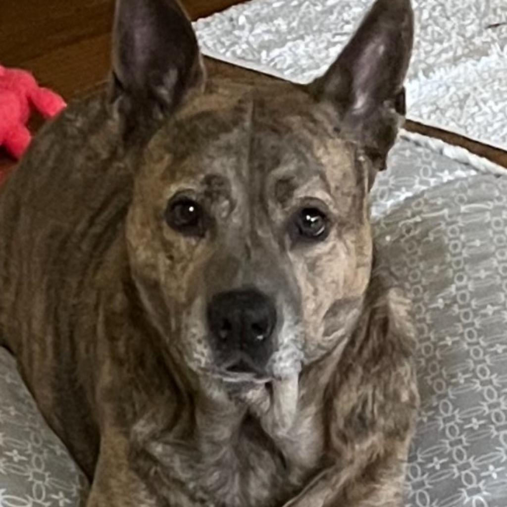 Enlarge Faith, a Adoptable Dutch Shepherd in Birmingham, AL image 1/1