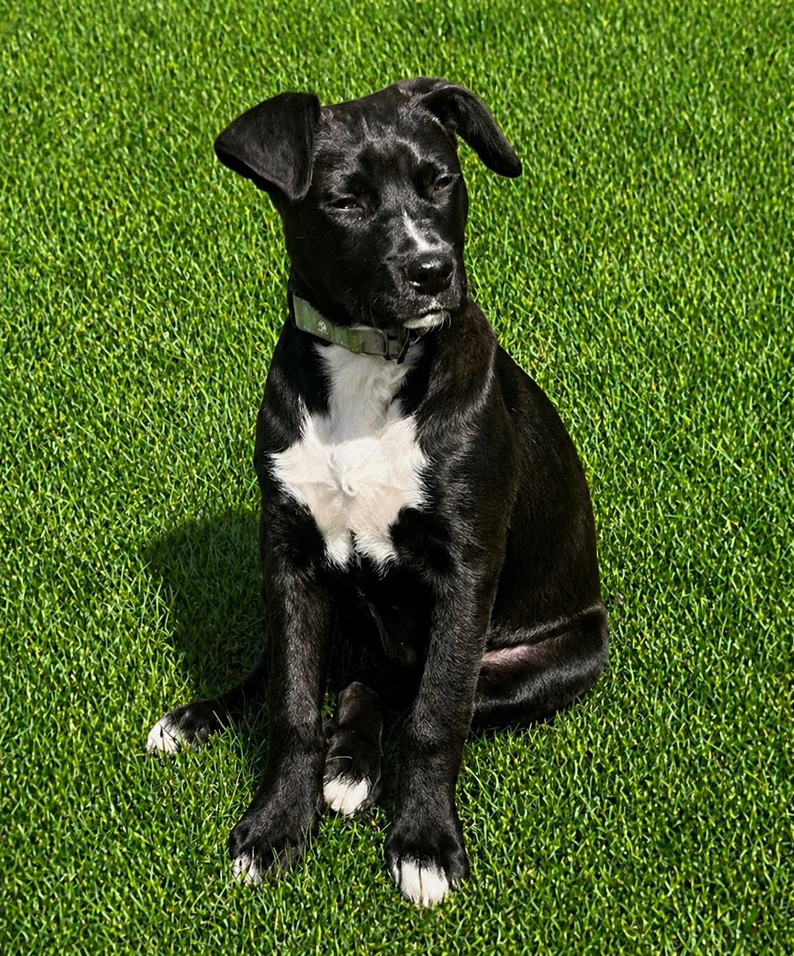Enlarge Owen*, a Adoptable mixed breed in Warwick, RI image 3/6