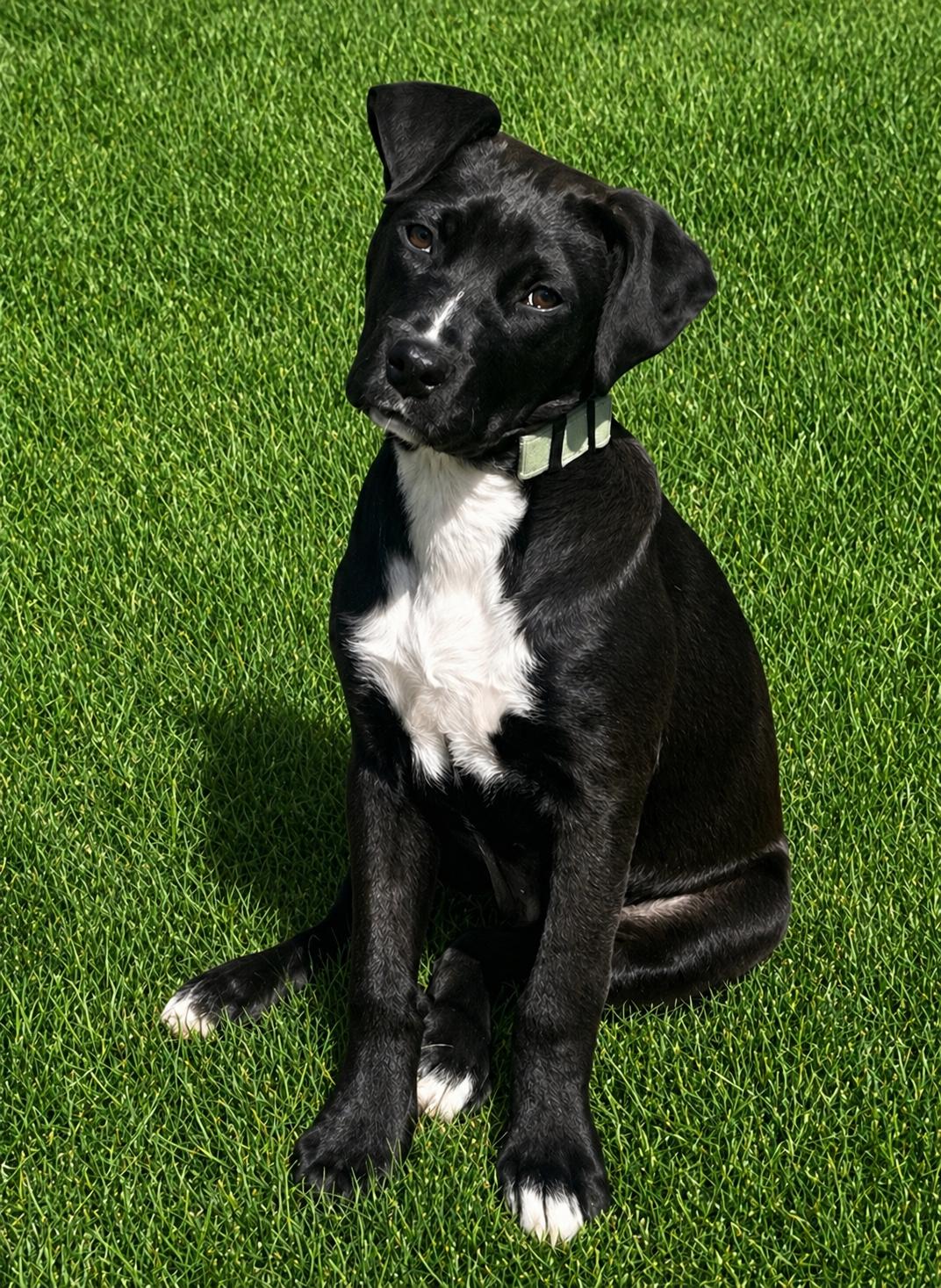 Enlarge Owen*, a Adoptable mixed breed in Warwick, RI image 4/6