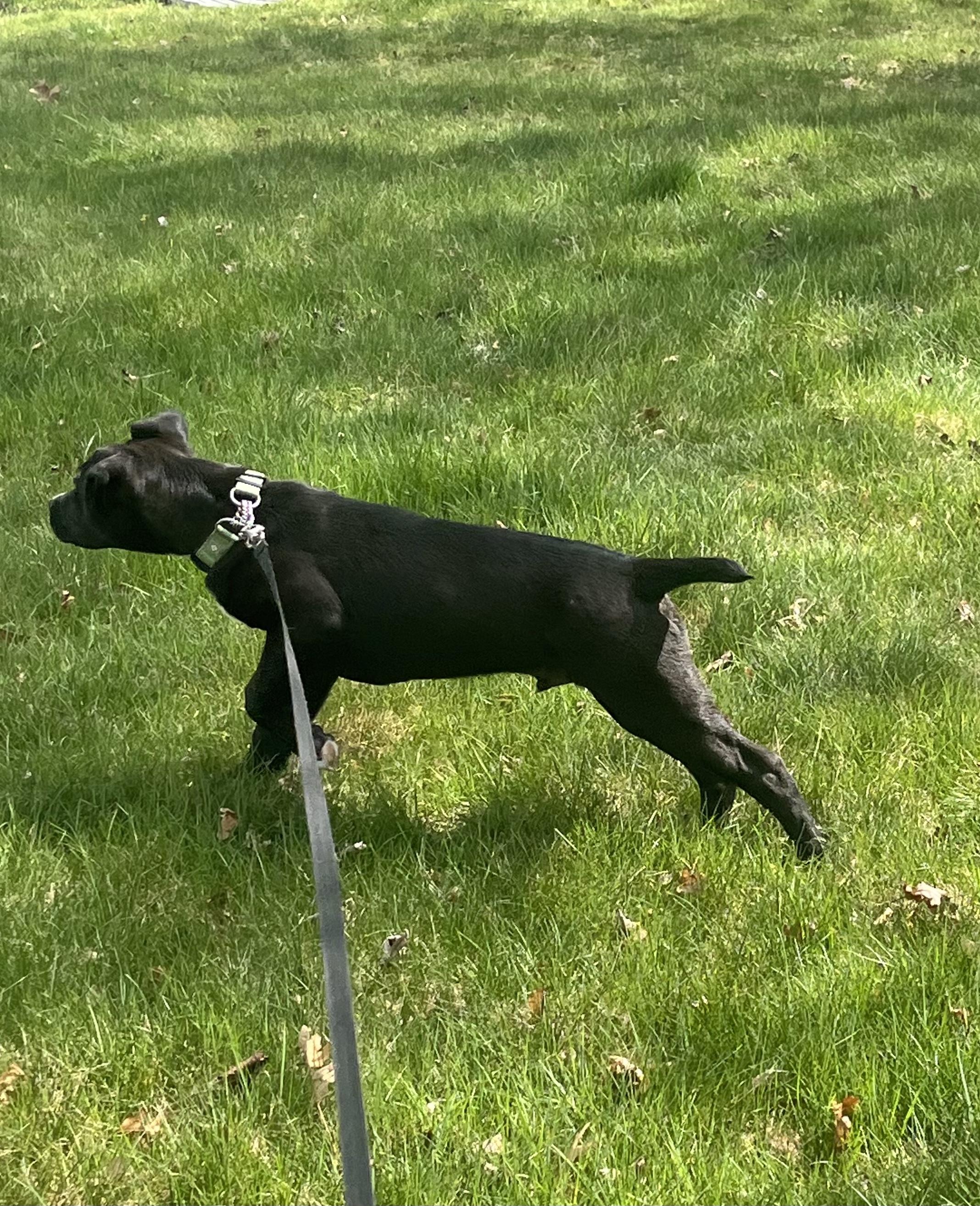 Enlarge Owen*, a Adoptable mixed breed in Warwick, RI image 6/6