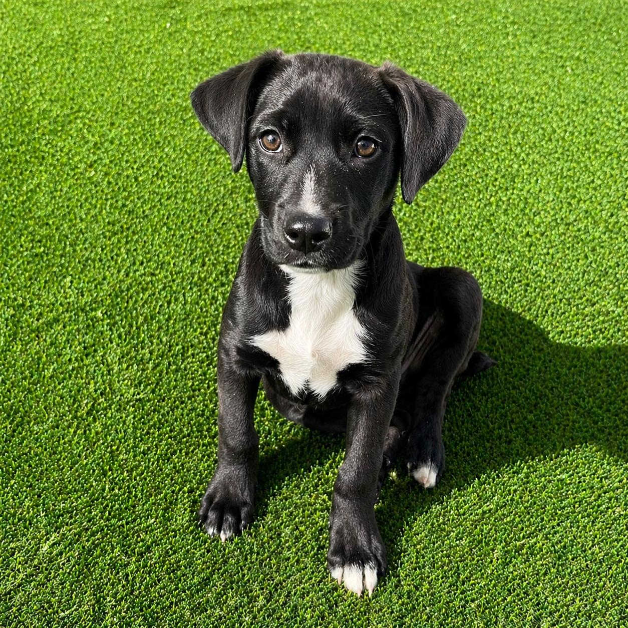 Owen*, Adoptable, Puppy Male Labrador Retriever & German Shorthaired Pointer.