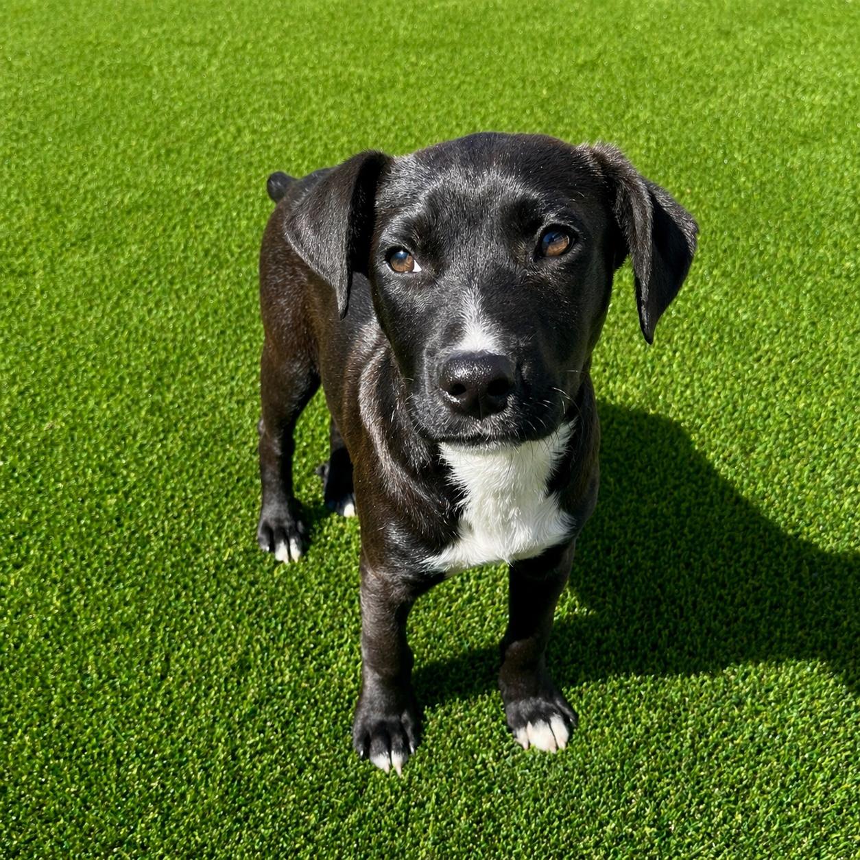 Enlarge Owen*, a Adoptable mixed breed in Warwick, RI image 2/6