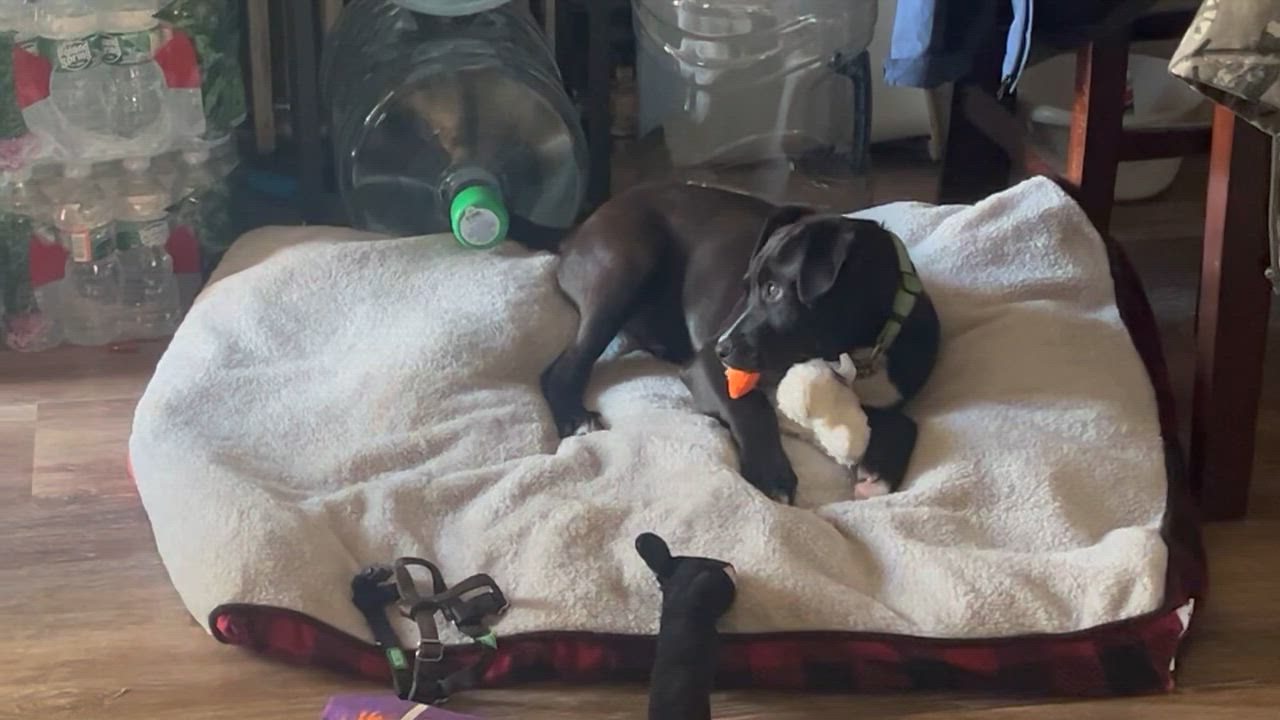 Enlarge Owen*, a Adoptable mixed breed in Warwick, RI video 5/6