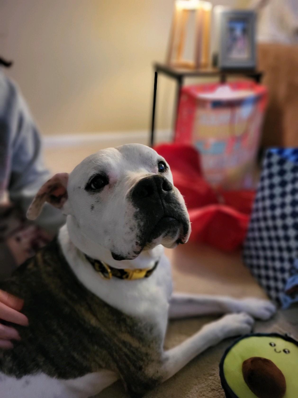 Chance, the Survivor, a Adoptable mixed breed in Somerset, NJ image 2/4