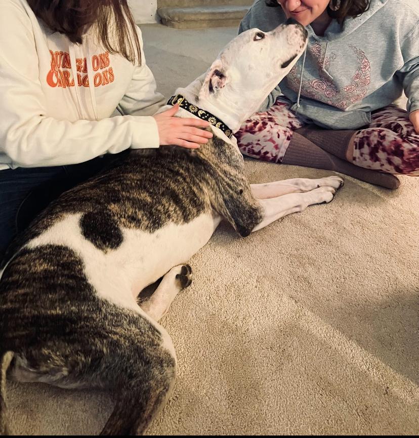 Chance  The Survivor thumbnail 3