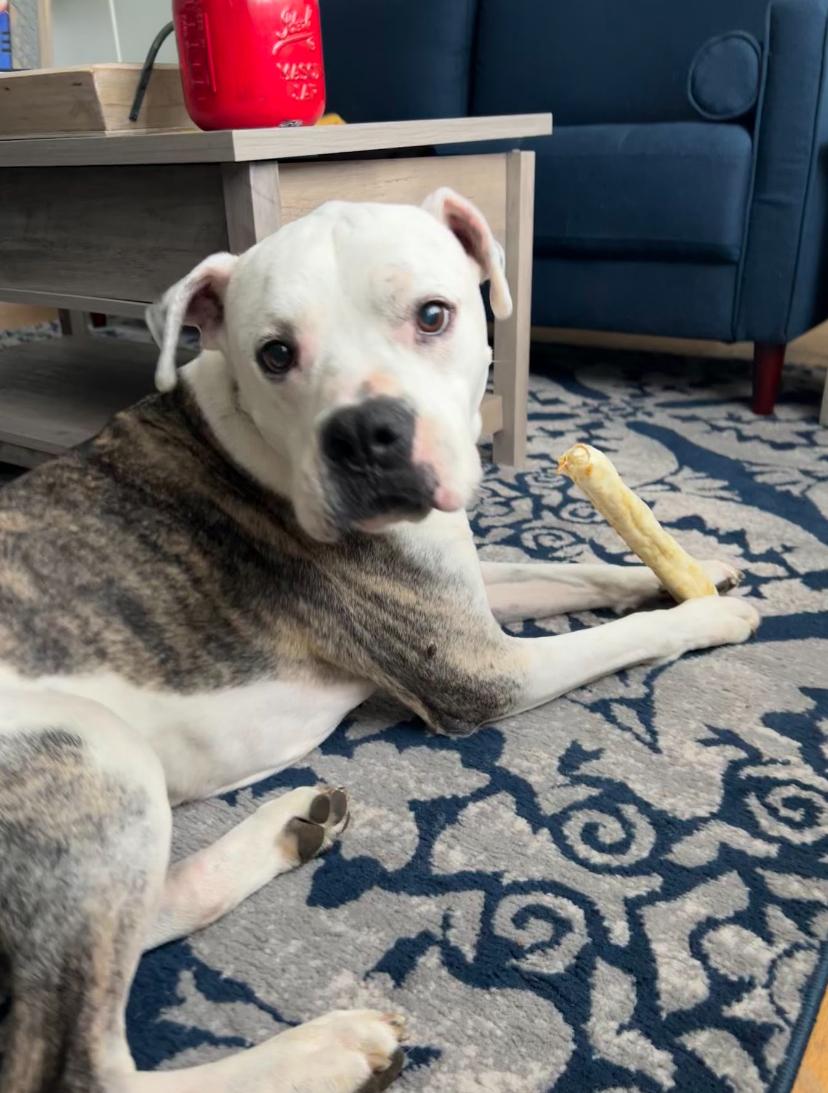 Chance, the Survivor, a Adoptable mixed breed in Somerset, NJ image 1/4