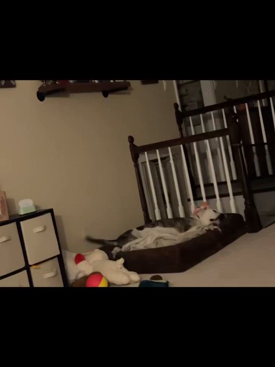 Enlarge Chance, the Survivor, a Adoptable mixed breed in Somerset, NJ video 3/4