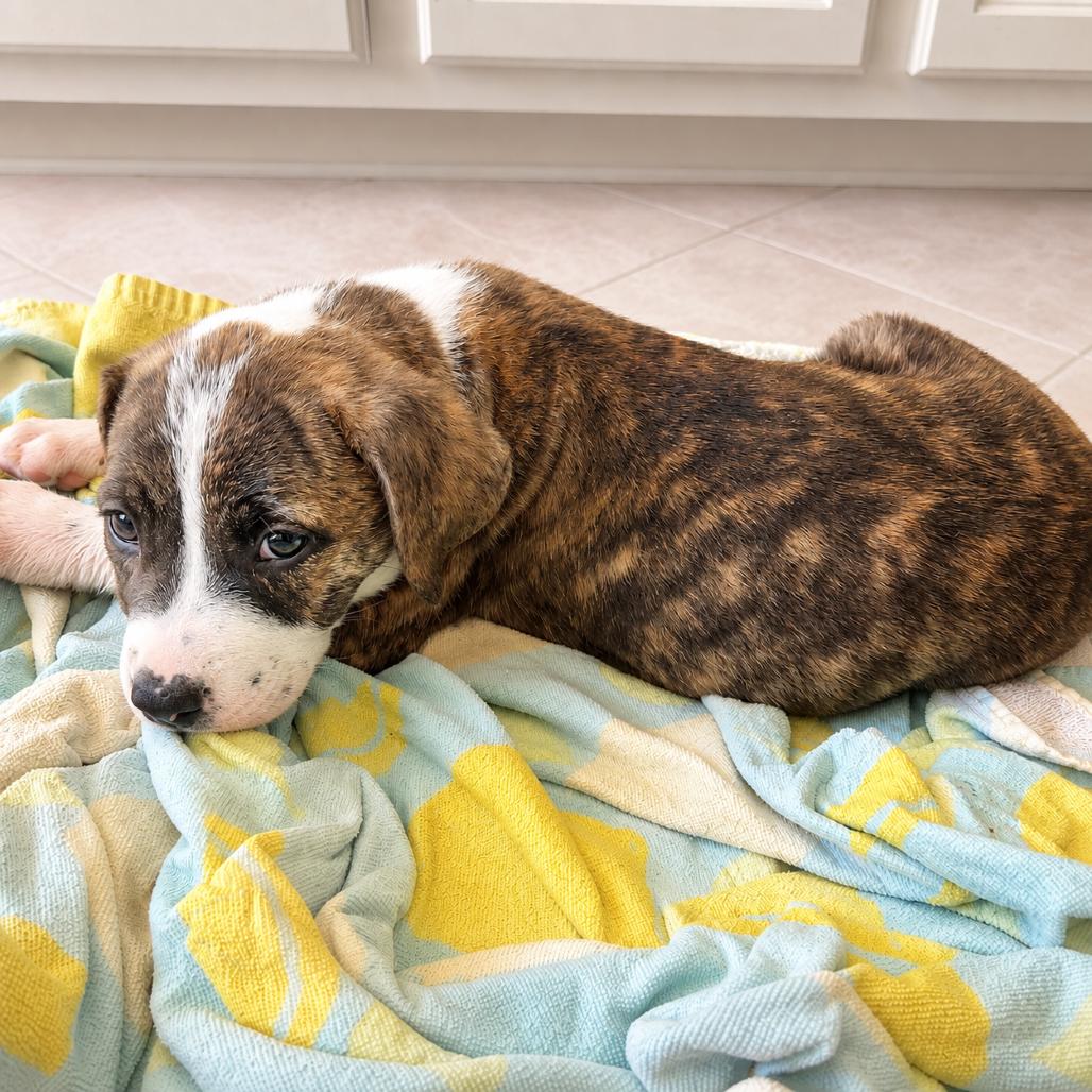 Carmela, Adoptable, Puppy Female Boxer & Australian Cattle Dog / Blue Heeler.