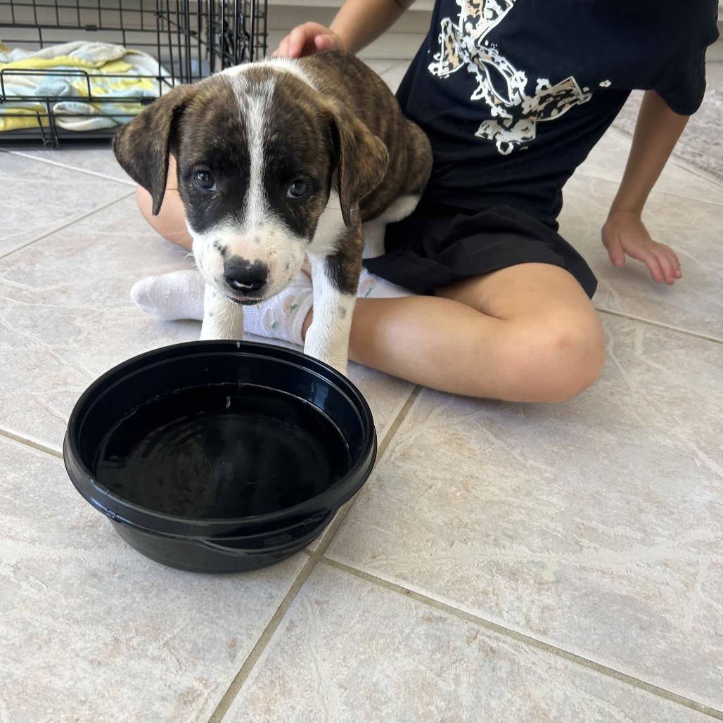 Enlarge Carmela, a Adoptable mixed breed in Phoenix, AZ image 4/6