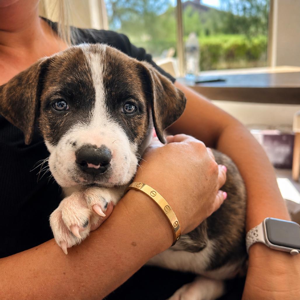 Enlarge Carmela, a Adoptable mixed breed in Phoenix, AZ image 5/6