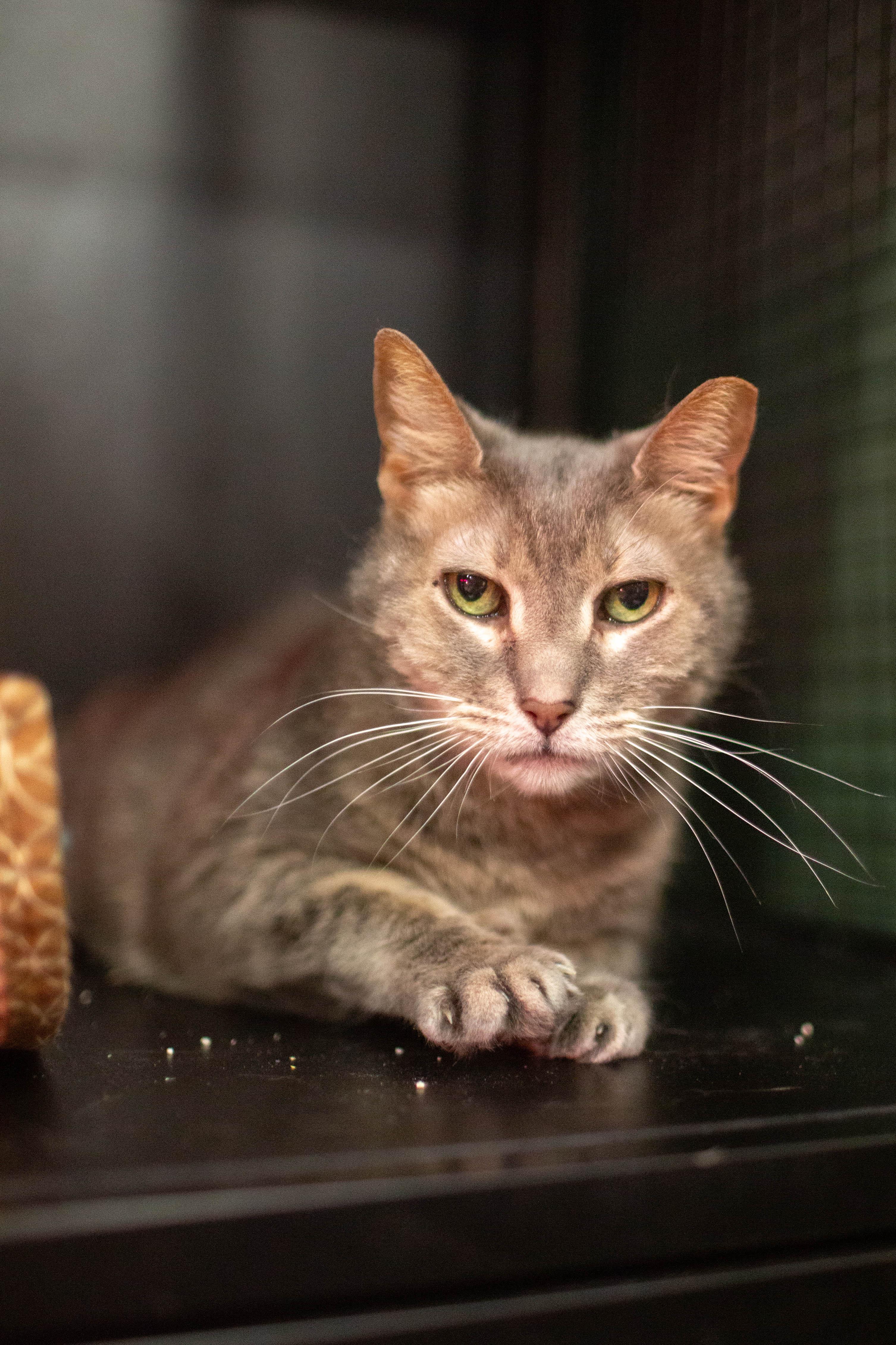 Mimi *bonded to Midnight*, ADOPTABLE, Adult Female Domestic Short Hair.