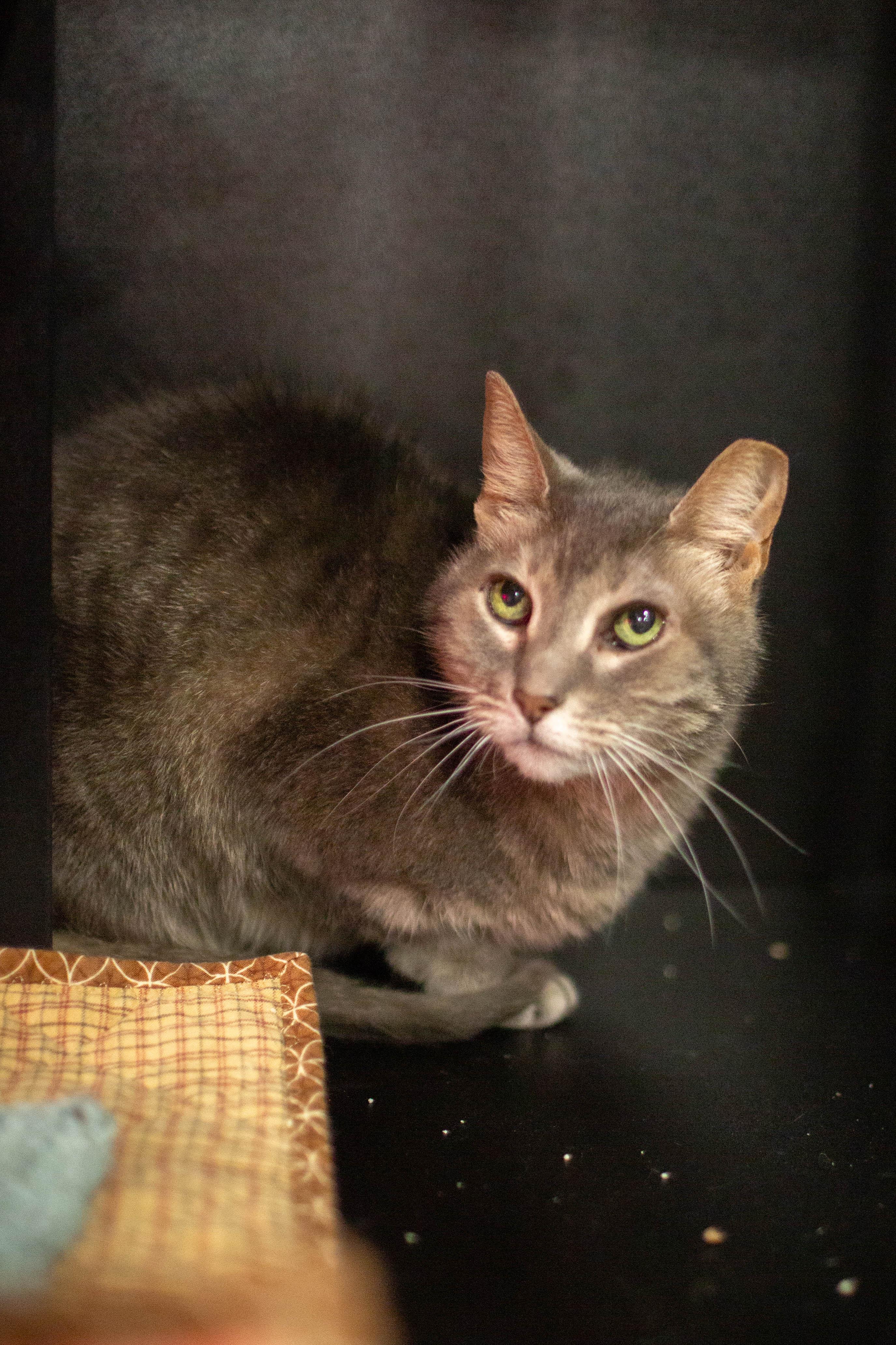 Enlarge Mimi *bonded to Midnight*, a ADOPTABLE Domestic Short Hair in Kennebunk , ME image 2/3