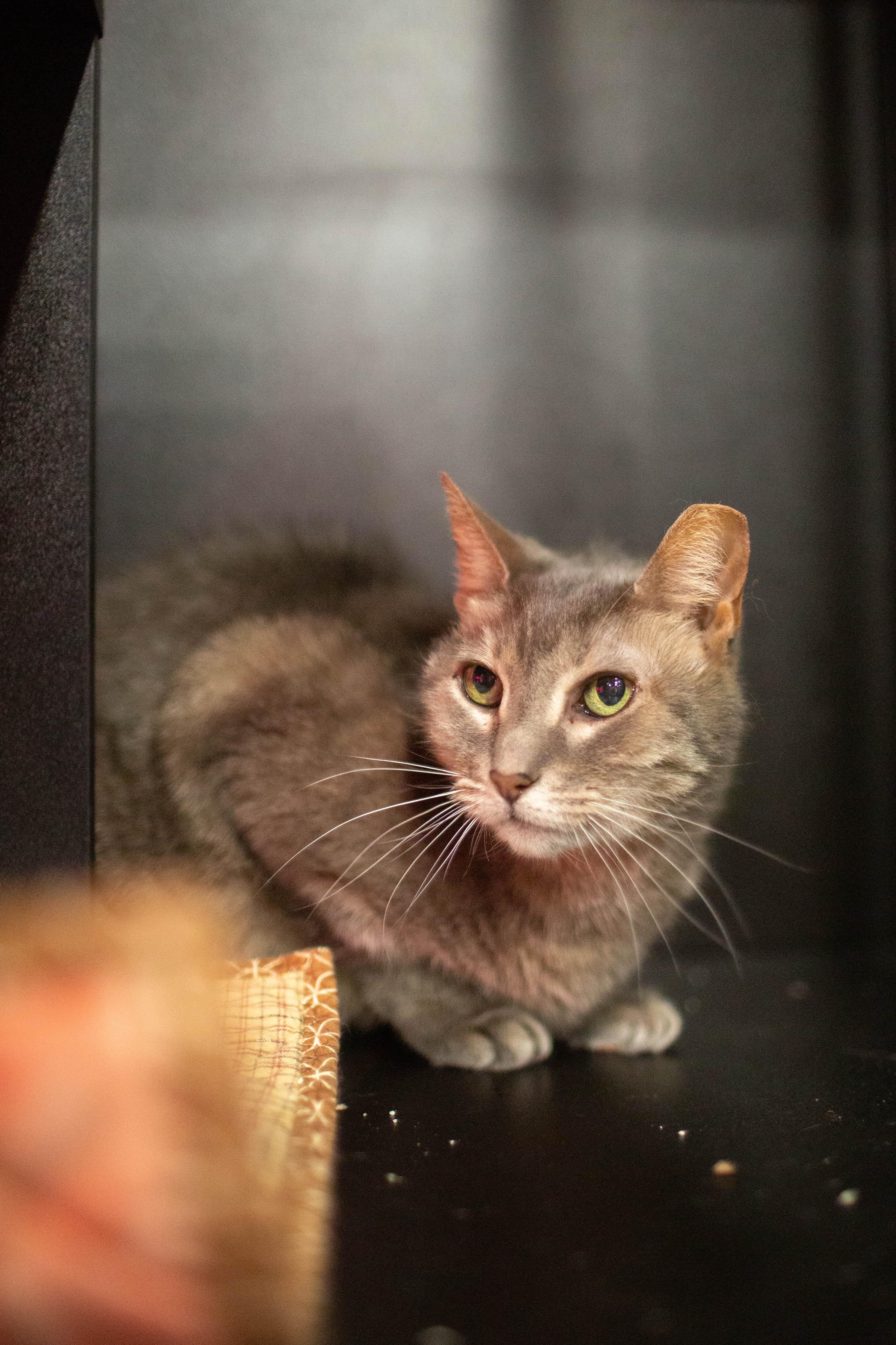 Enlarge Mimi *bonded to Midnight*, a ADOPTABLE Domestic Short Hair in Kennebunk , ME image 3/3