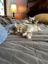 Mortimer (bonded with Marcus), ADOPTABLE, Kitten Male Domestic Short Hair.