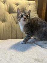 Enlarge Mortimer (bonded with Marcus), a ADOPTABLE mixed breed in Pickering, ON image 3/4