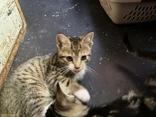 Enlarge Mortimer (bonded with Marcus), a ADOPTABLE mixed breed in Pickering, ON image 2/4