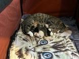 Enlarge Mortimer (bonded with Marcus), a ADOPTABLE mixed breed in Pickering, ON image 4/4