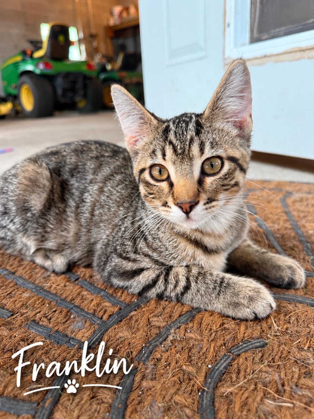 Enlarge Franklin-ADOPTION FEE SPONSORED, a Adoptable Tabby in Decorah, IA image 2/5