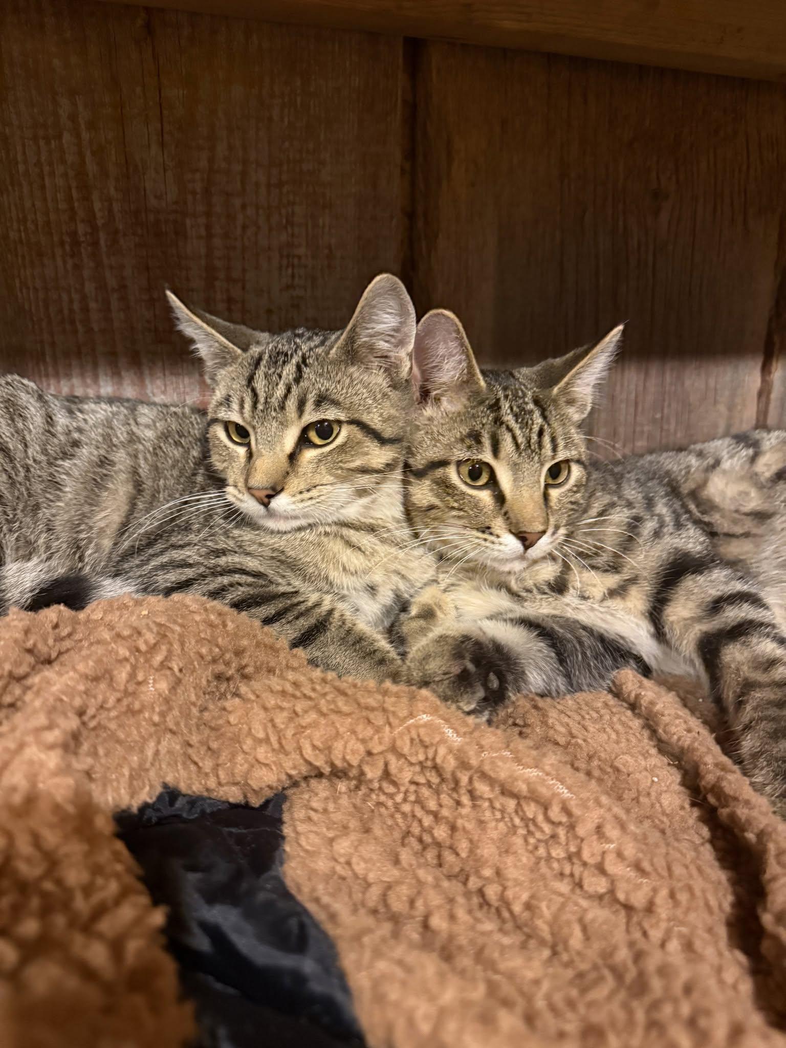 Franklin-ADOPTION FEE SPONSORED, Adoptable, Kitten Male Tabby.