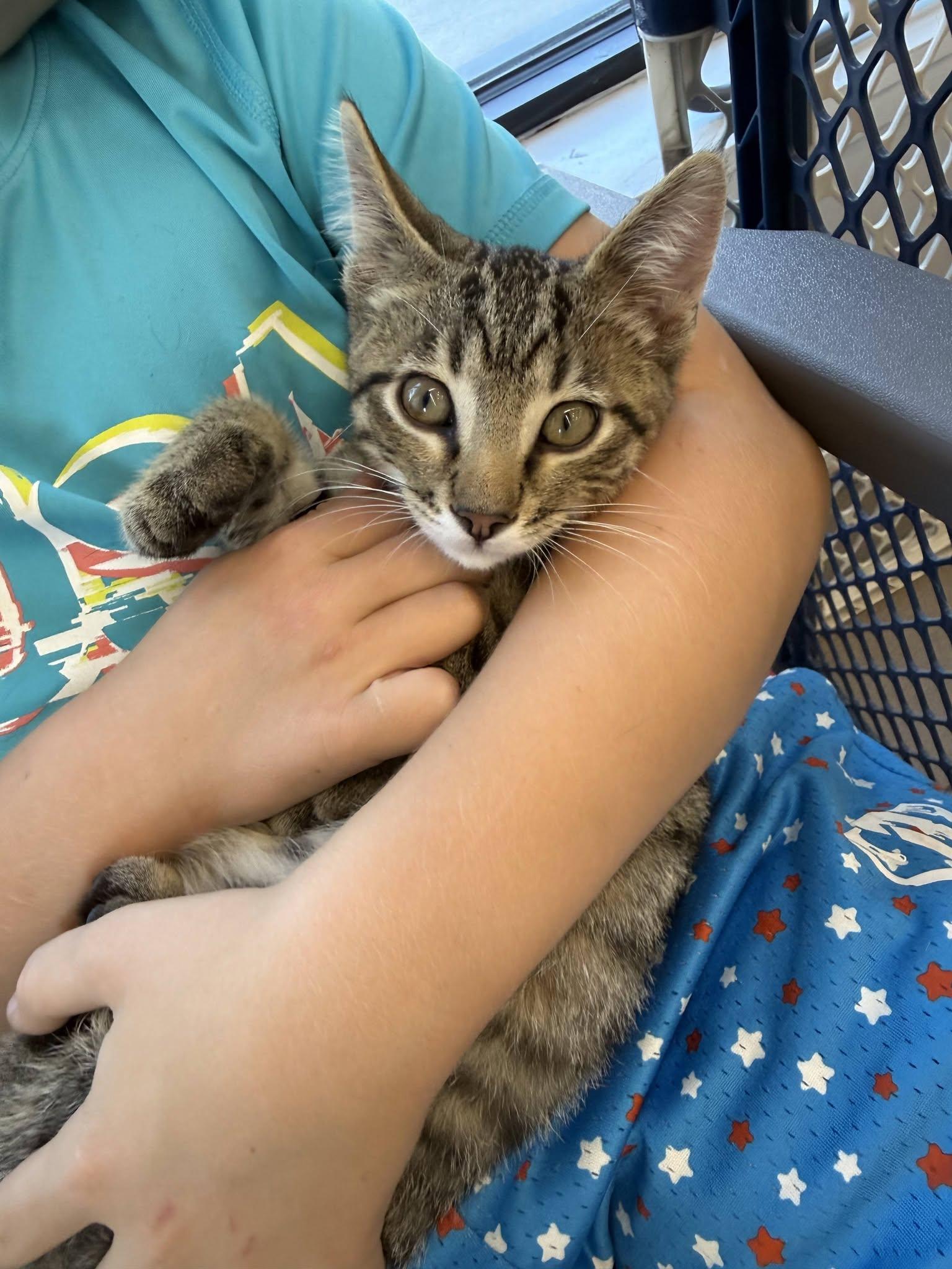 Franklin, a Adoptable Tabby in Decorah, IA image 3/3