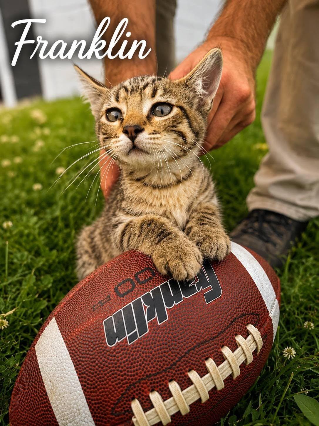 Franklin, Adoptable, Kitten Male Tabby.