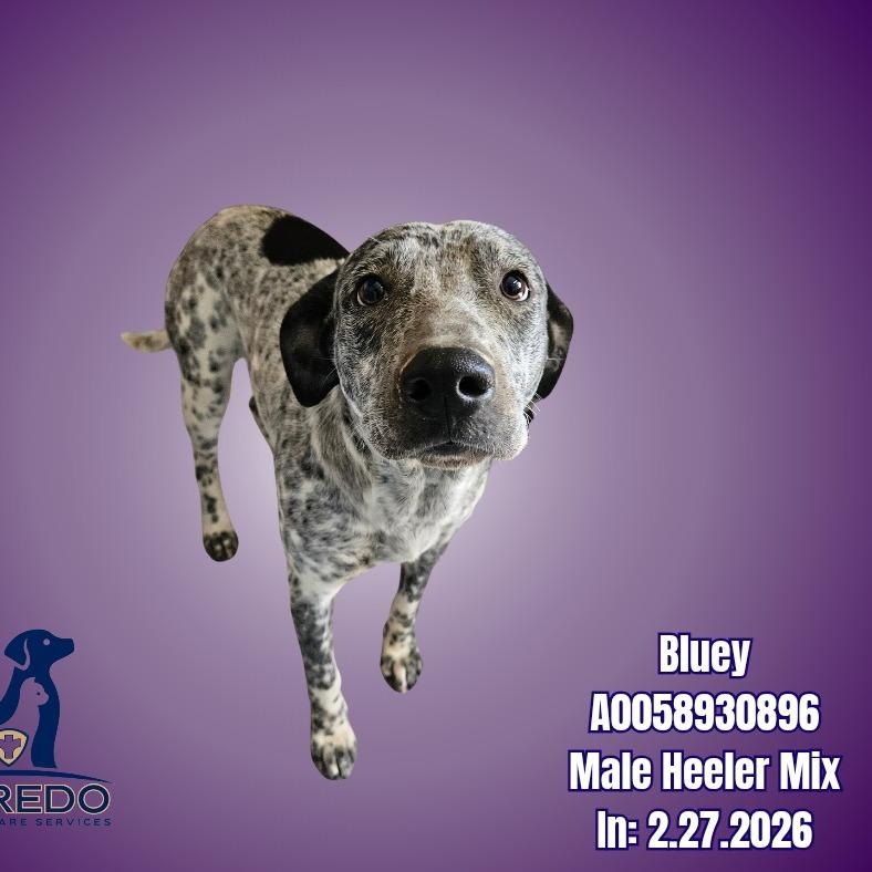 Bluey, Adoptable, Adult Male Australian Cattle Dog / Blue Heeler & Mixed Breed.