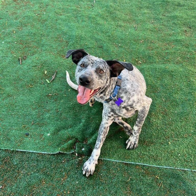 Bluey, Adoptable, Adult Male Australian Cattle Dog / Blue Heeler & Mixed Breed.