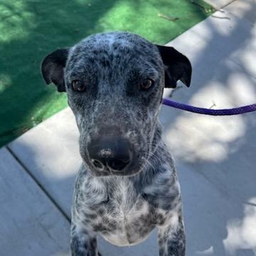 Enlarge Bluey, a Adoptable mixed breed in Chicago, IL image 2/6
