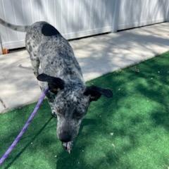Enlarge Bluey, a Adoptable mixed breed in Chicago, IL image 3/6