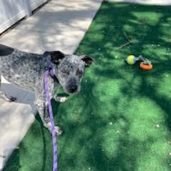 Enlarge Bluey, a Adoptable mixed breed in Chicago, IL image 4/6