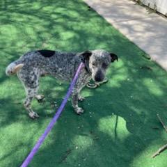 Enlarge Bluey, a Adoptable mixed breed in Chicago, IL image 5/6