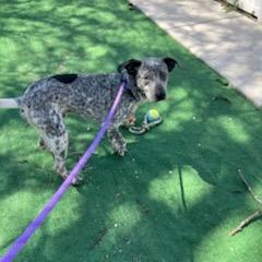 Enlarge Bluey, a Adoptable mixed breed in Chicago, IL image 6/6