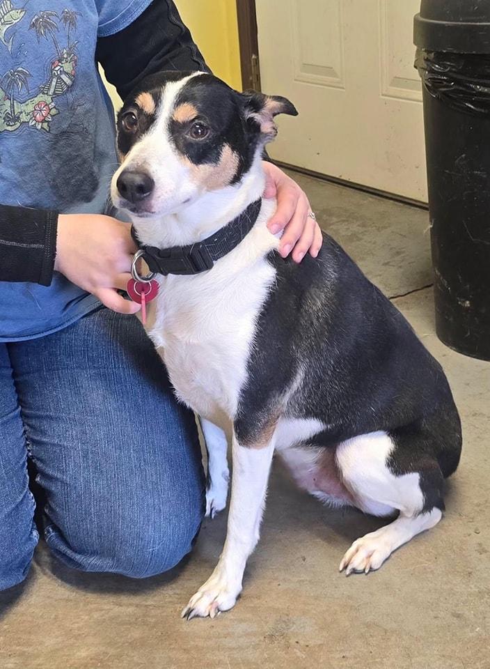 Murphy, Adoptable, Adult Male Feist.