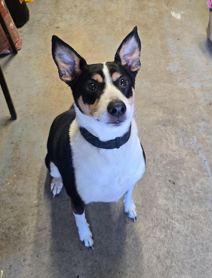 Murphy, a Adoptable mixed breed in Metropolis, IL image 2/2