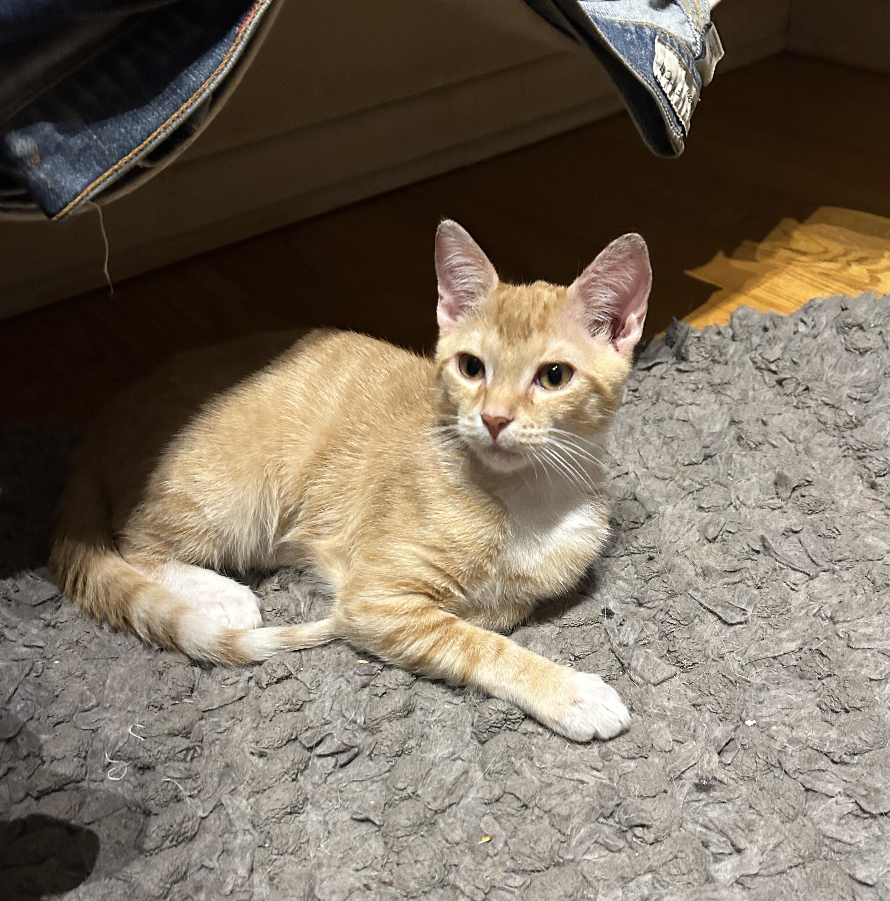 Enlarge Saggy, an adopted mixed breed in Harrison, NY image 2/2