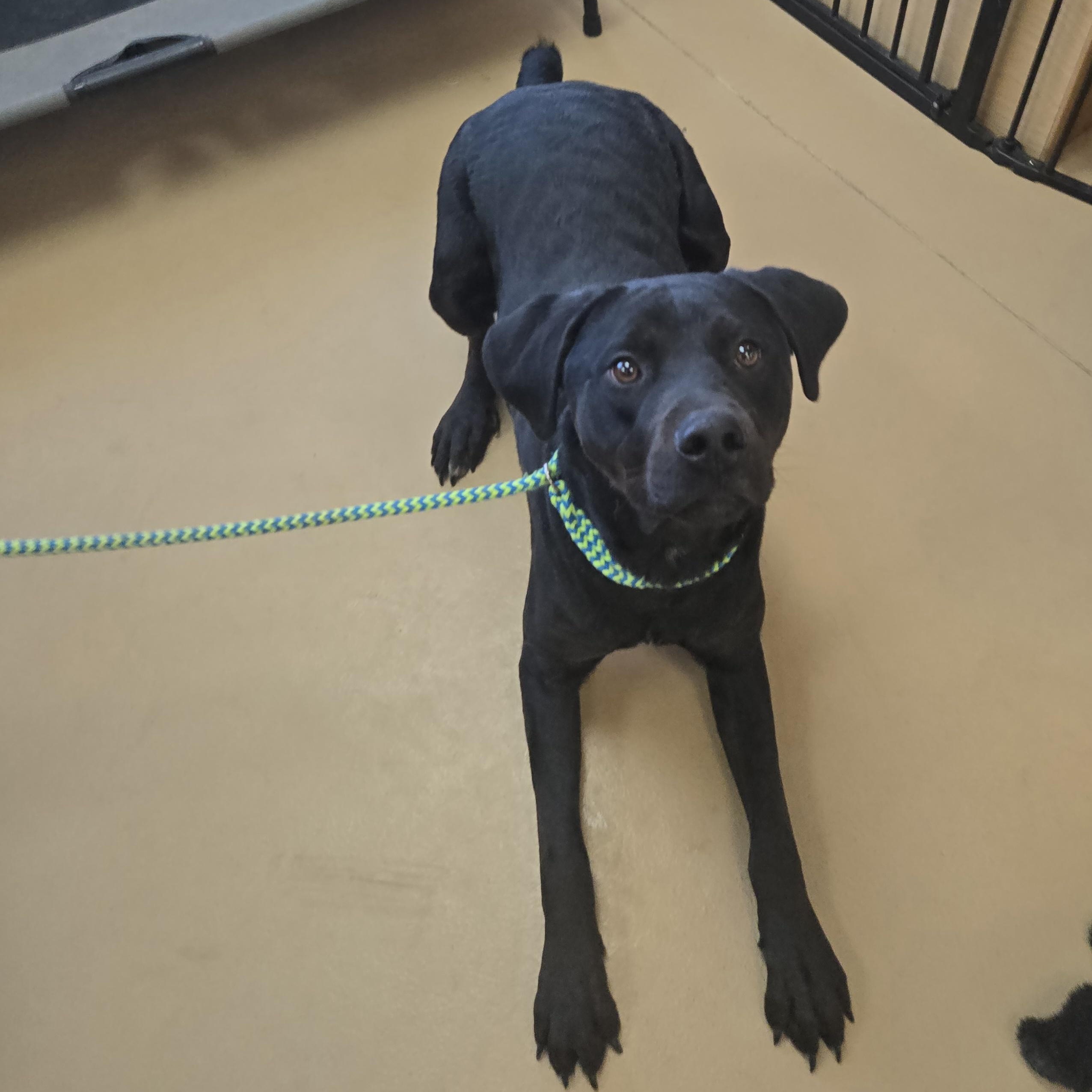 Hercules thumbnail 5