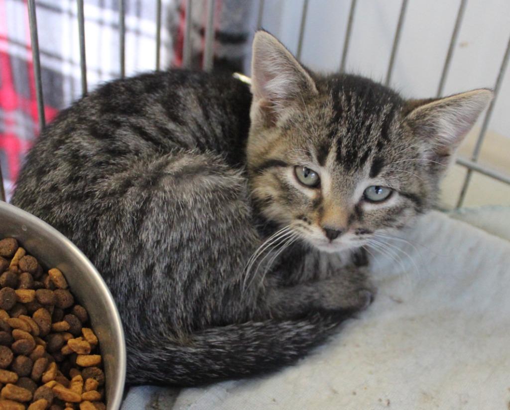 Lollipop, Adoptable, Kitten Female Domestic Short Hair.