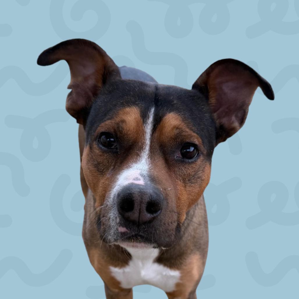 Timber — thumbnail 2