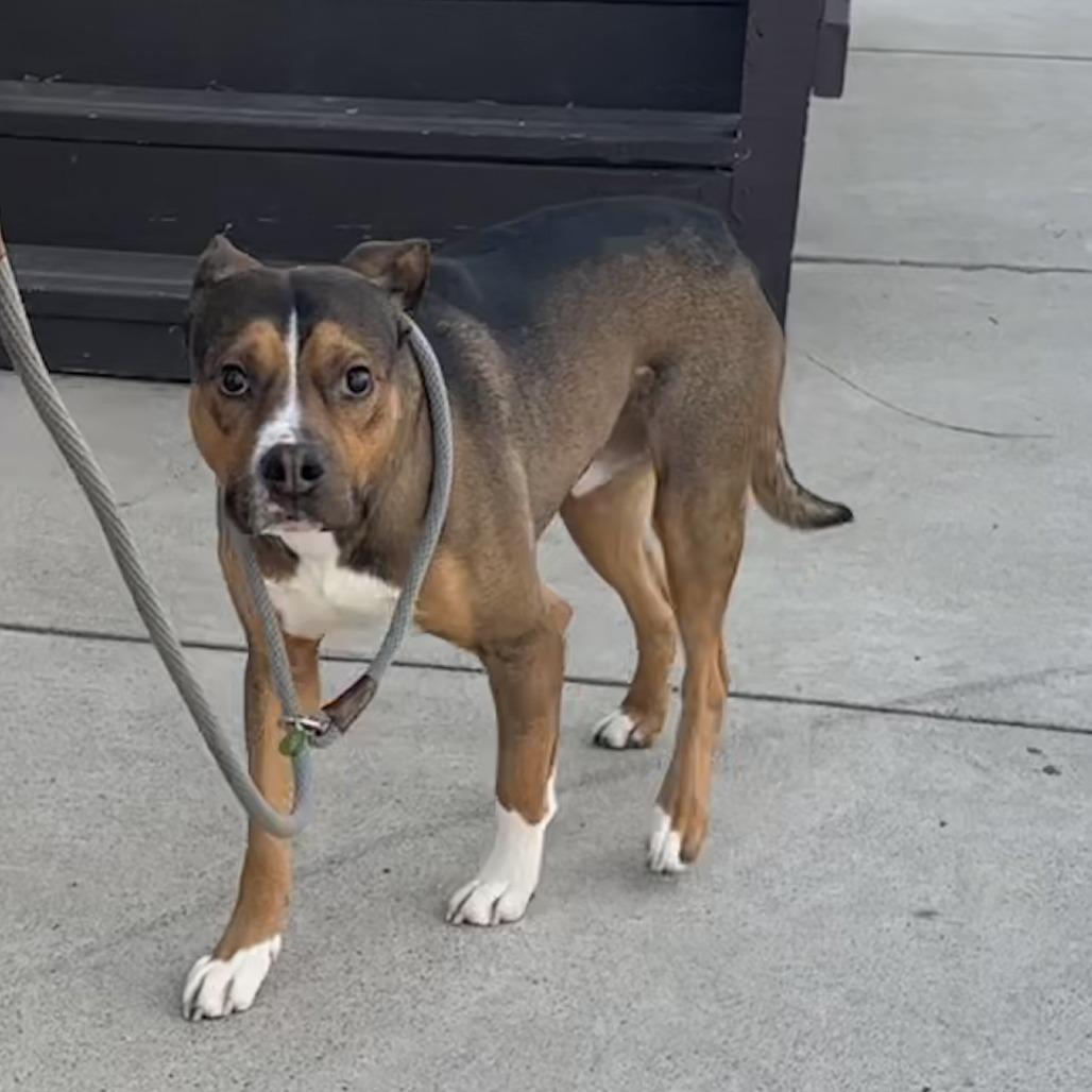 Timber — thumbnail 3