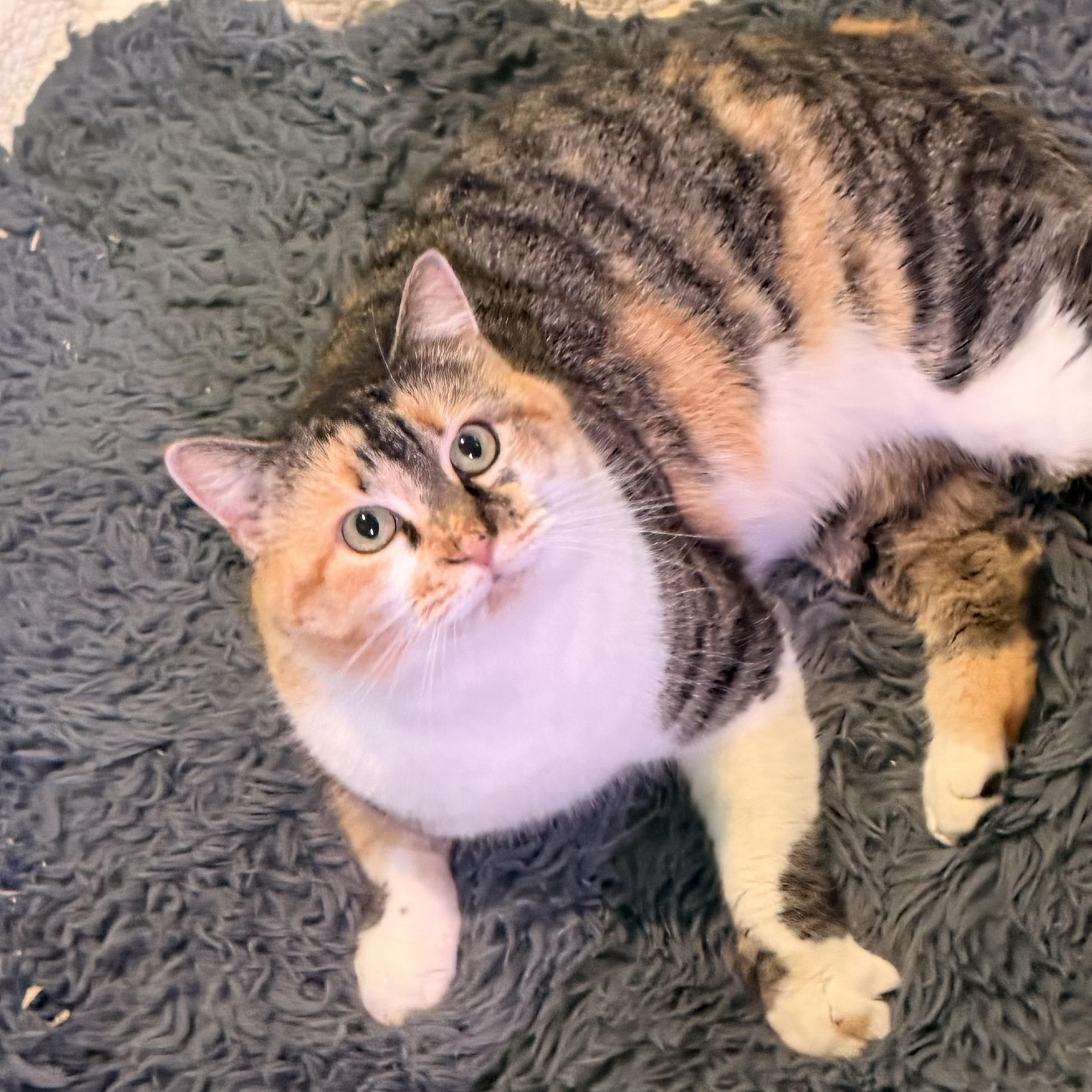 Enlarge Mosaic , an adoptable mixed breed in Pilot Point, TX image 2/2
