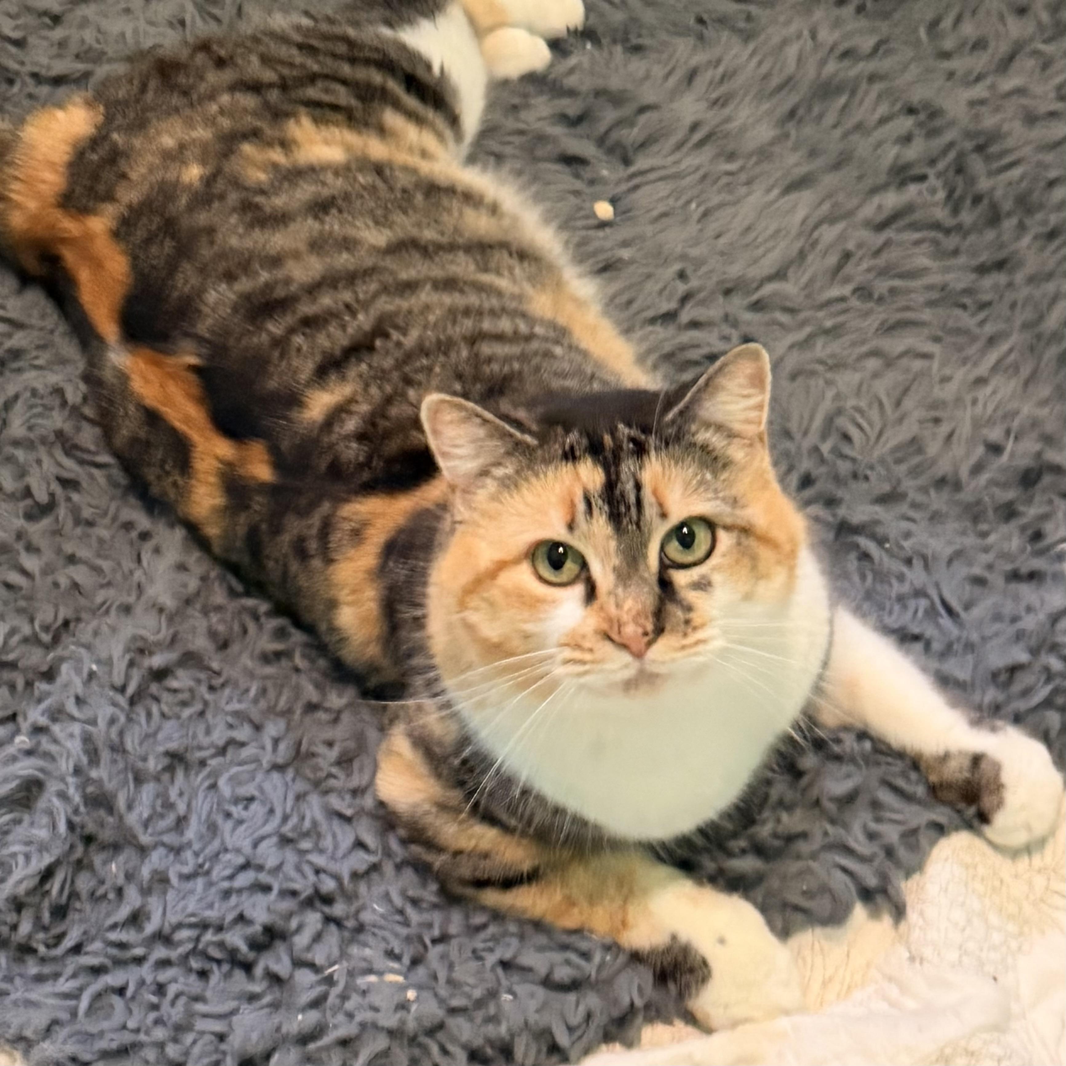 Mosaic , adoptable, Adult Female Domestic Short Hair.