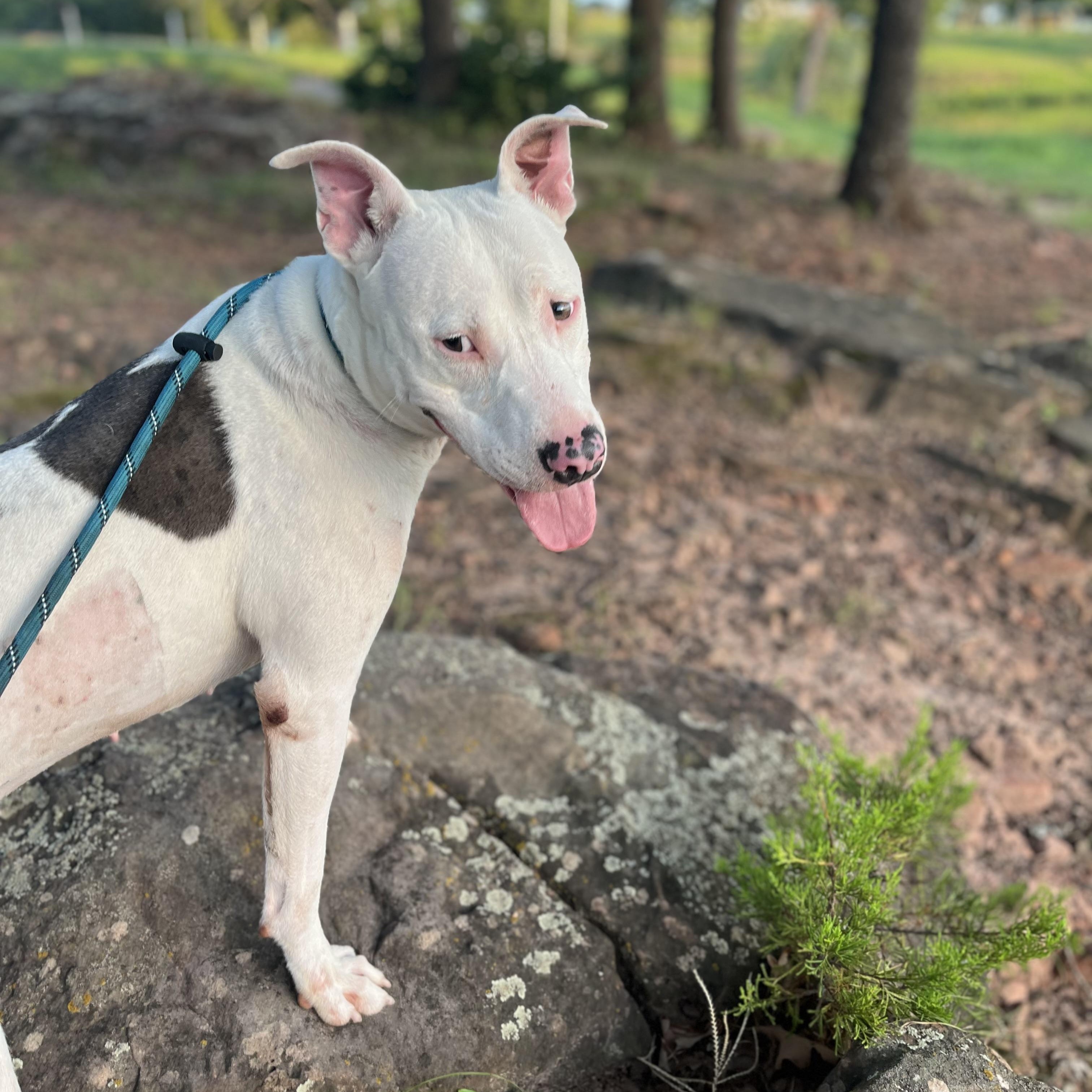 Enlarge Delilah, a Adoptable mixed breed in Perrysburg, OH image 1/5