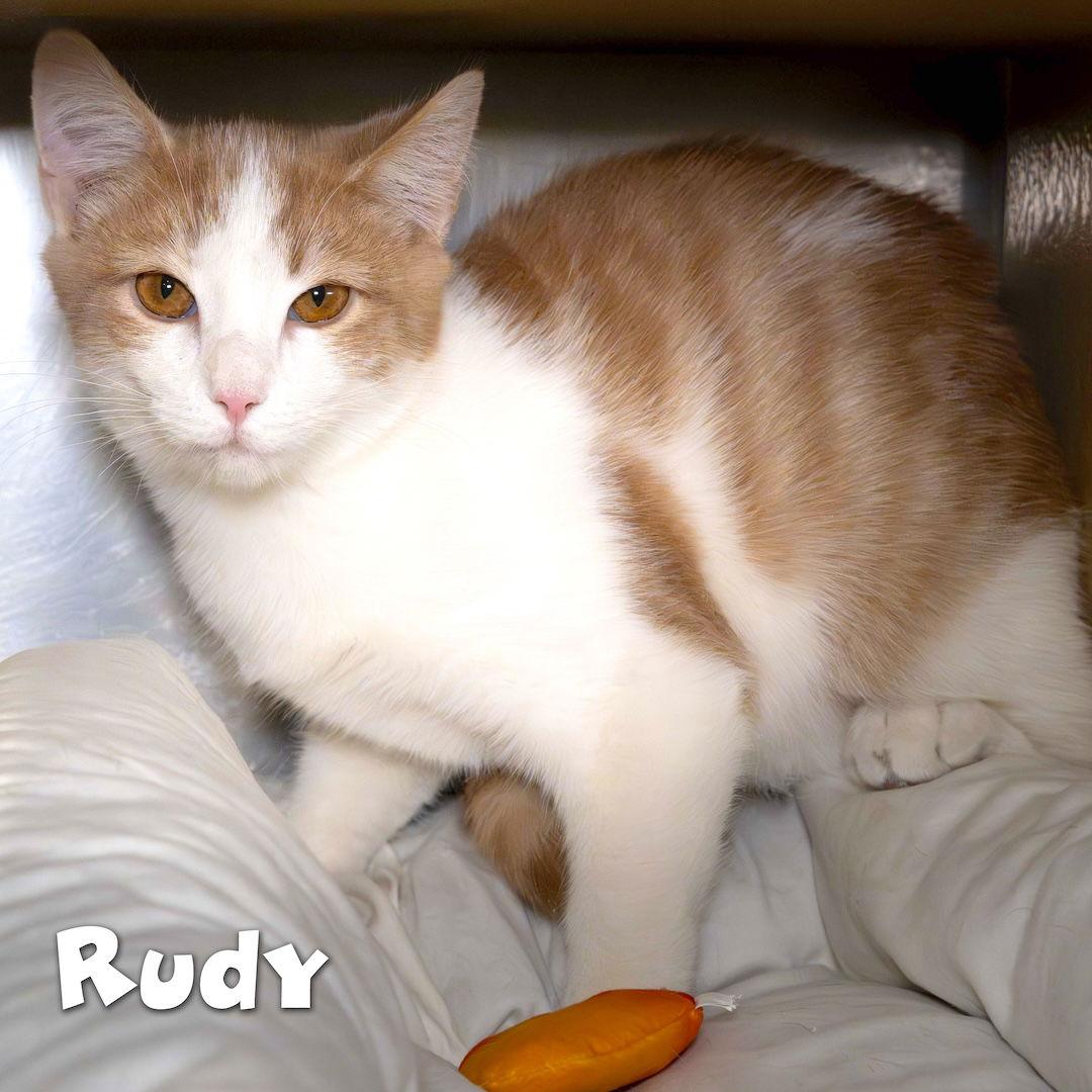 Enlarge Brandon, a Adoptable Domestic Short Hair in Wilmington, NC image 1/2