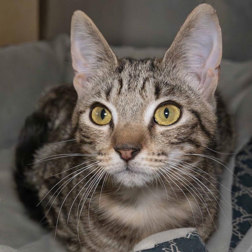 Enlarge Brandon, a Adoptable Domestic Short Hair in Wilmington, NC image 2/2