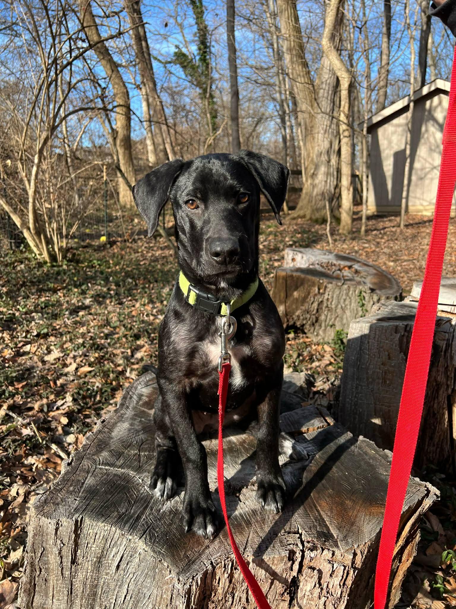 Bingo, a ADOPTABLE mixed breed in Lewisville, IN image 1/4