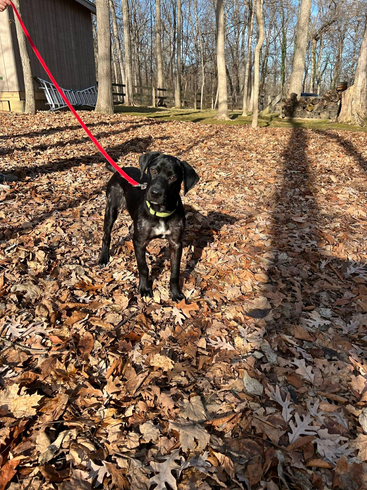 Bingo, a ADOPTABLE mixed breed in Lewisville, IN image 3/4