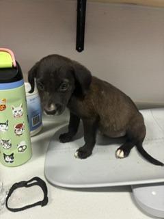 Enlarge Ackbar, a Adoptable mixed breed in Denham Springs, LA image 1/2