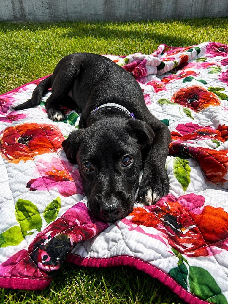 Enlarge Ackbar, a Adoptable mixed breed in Denham Springs, LA image 2/2