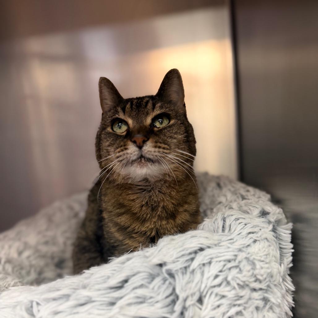 Enlarge Portia, a Adoptable Domestic Short Hair in Conshohocken, PA image 1/3